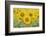 Common Sunflower, Helianthus annuus, field in bloom, Texas, USA-Rolf Nussbaumer-Framed Photographic Print