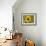Common sunflower in Kansas-Michael Scheufler-Framed Photographic Print displayed on a wall
