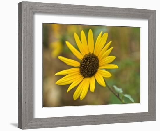 Common sunflower in Kansas-Michael Scheufler-Framed Photographic Print