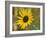 Common sunflower in Kansas-Michael Scheufler-Framed Photographic Print