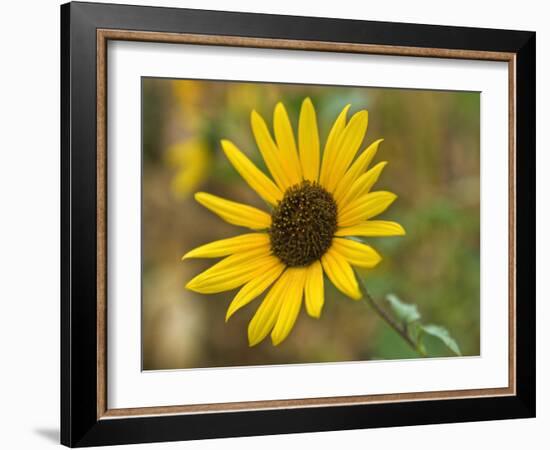 Common sunflower in Kansas-Michael Scheufler-Framed Photographic Print