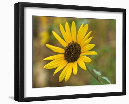 Common sunflower in Kansas-Michael Scheufler-Framed Photographic Print