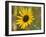 Common sunflower in Kansas-Michael Scheufler-Framed Photographic Print