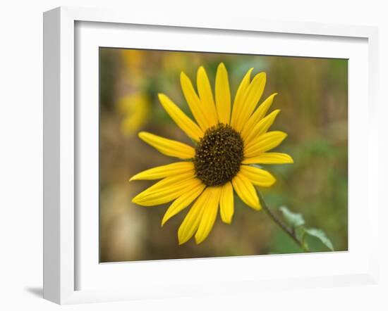 Common sunflower in Kansas-Michael Scheufler-Framed Photographic Print