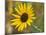 Common sunflower in Kansas-Michael Scheufler-Mounted Photographic Print