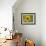 Common sunflower in Kansas-Michael Scheufler-Framed Photographic Print displayed on a wall