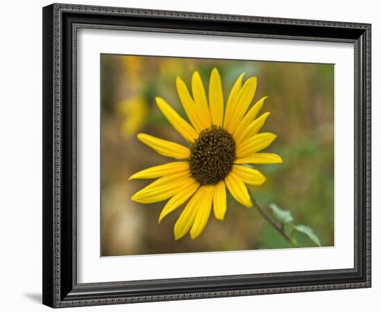 Common sunflower in Kansas-Michael Scheufler-Framed Photographic Print