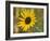 Common sunflower in Kansas-Michael Scheufler-Framed Photographic Print