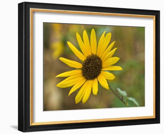 Common sunflower in Kansas-Michael Scheufler-Framed Photographic Print