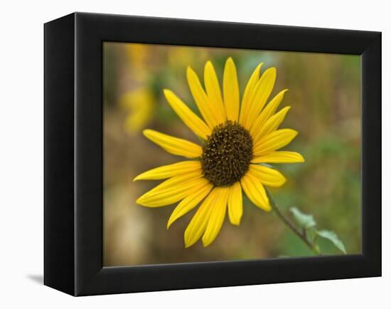 Common sunflower in Kansas-Michael Scheufler-Framed Premier Image Canvas