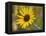 Common sunflower in Kansas-Michael Scheufler-Framed Premier Image Canvas