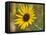 Common sunflower in Kansas-Michael Scheufler-Framed Premier Image Canvas