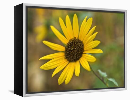 Common sunflower in Kansas-Michael Scheufler-Framed Premier Image Canvas