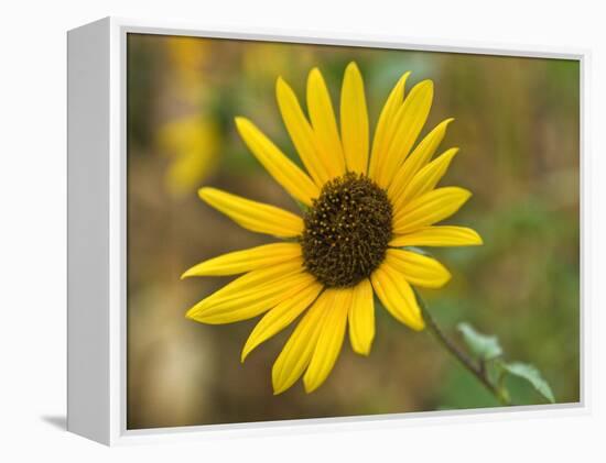 Common sunflower in Kansas-Michael Scheufler-Framed Premier Image Canvas