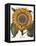 Common Sunflower-null-Framed Premier Image Canvas