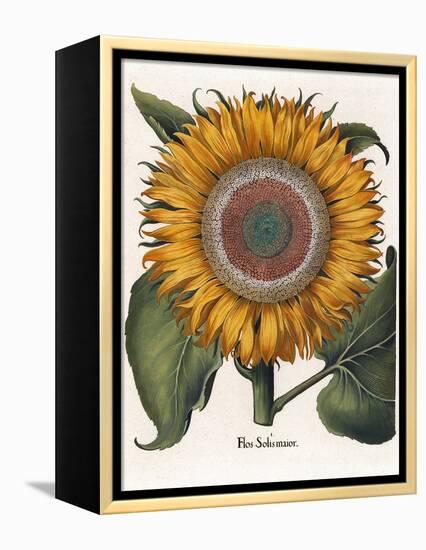 Common Sunflower-null-Framed Premier Image Canvas