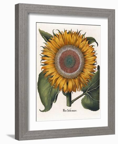 Common Sunflower-null-Framed Giclee Print