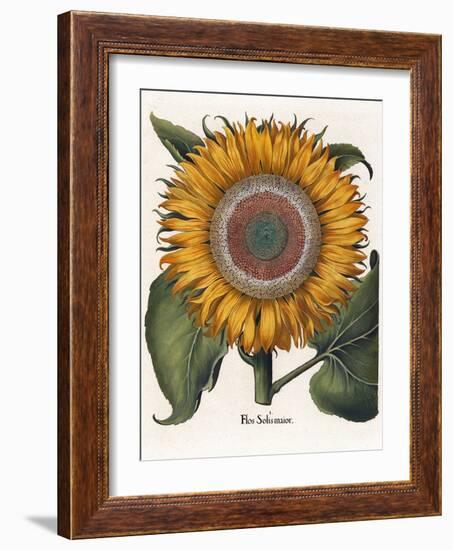 Common Sunflower-null-Framed Giclee Print