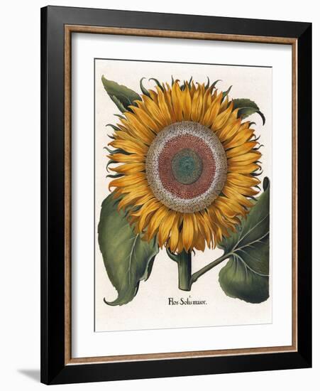 Common Sunflower-null-Framed Giclee Print