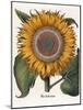 Common Sunflower-null-Mounted Giclee Print