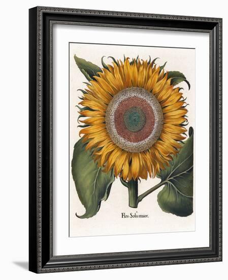 Common Sunflower-null-Framed Giclee Print