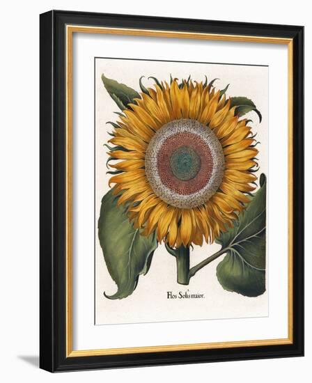 Common Sunflower-null-Framed Giclee Print