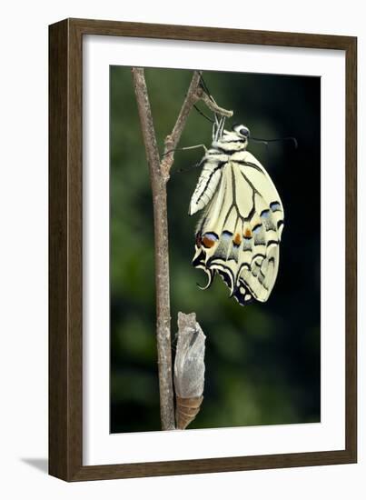 Common Swallowtail Butterfly-Paul Harcourt Davies-Framed Photographic Print