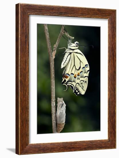 Common Swallowtail Butterfly-Paul Harcourt Davies-Framed Photographic Print