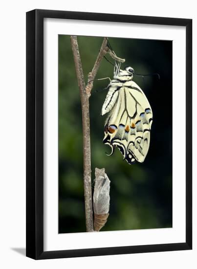 Common Swallowtail Butterfly-Paul Harcourt Davies-Framed Photographic Print