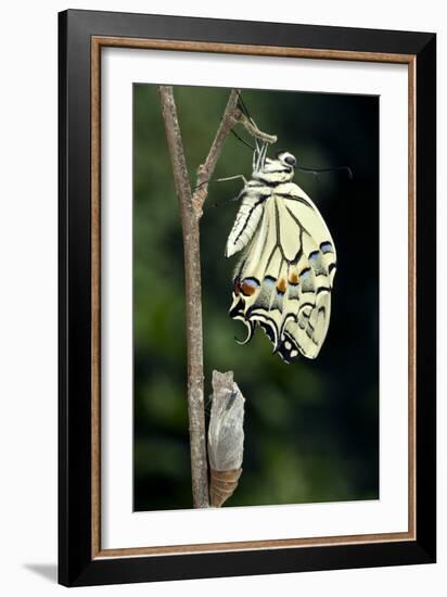 Common Swallowtail Butterfly-Paul Harcourt Davies-Framed Photographic Print