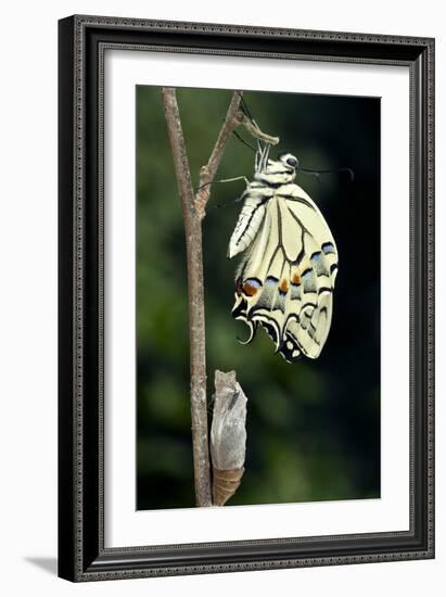 Common Swallowtail Butterfly-Paul Harcourt Davies-Framed Photographic Print