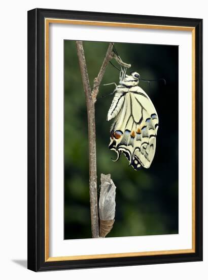 Common Swallowtail Butterfly-Paul Harcourt Davies-Framed Photographic Print