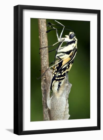 Common Swallowtail Chrysalis-Paul Harcourt Davies-Framed Photographic Print