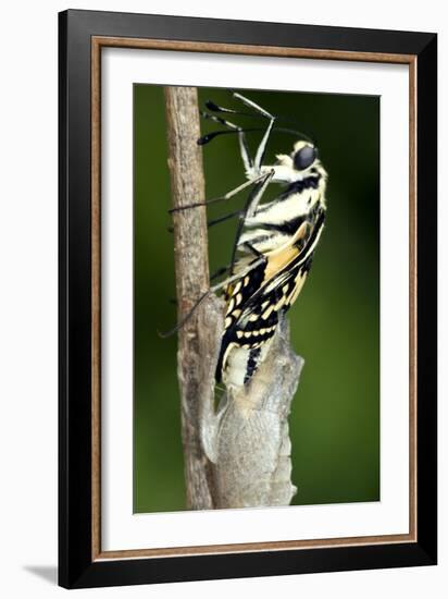 Common Swallowtail Chrysalis-Paul Harcourt Davies-Framed Photographic Print