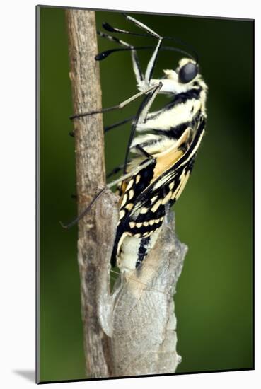 Common Swallowtail Chrysalis-Paul Harcourt Davies-Mounted Photographic Print