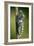 Common Swallowtail Chrysalis-Paul Harcourt Davies-Framed Photographic Print