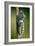 Common Swallowtail Chrysalis-Paul Harcourt Davies-Framed Photographic Print