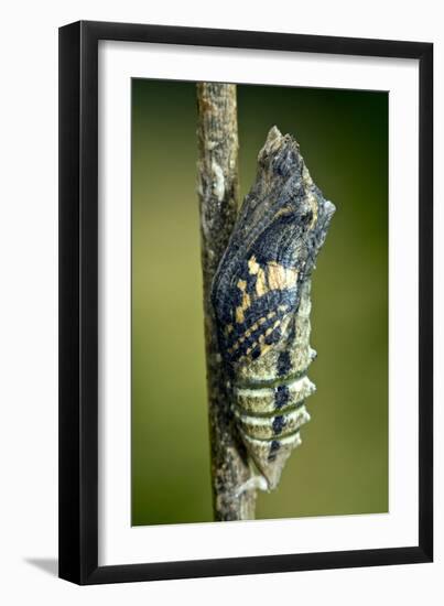 Common Swallowtail Chrysalis-Paul Harcourt Davies-Framed Photographic Print