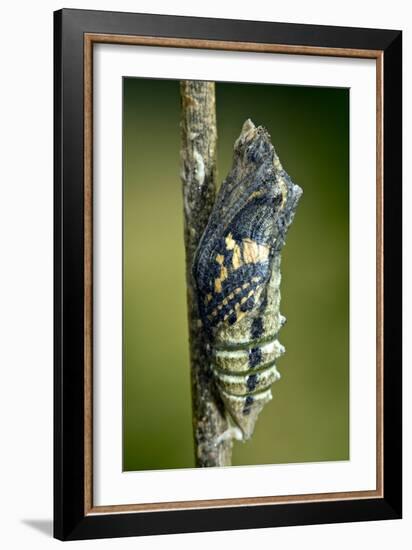 Common Swallowtail Chrysalis-Paul Harcourt Davies-Framed Photographic Print