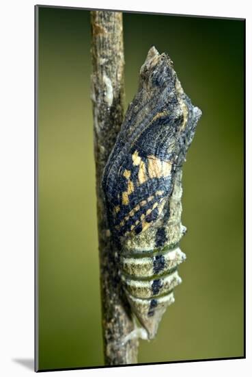 Common Swallowtail Chrysalis-Paul Harcourt Davies-Mounted Photographic Print