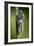 Common Swallowtail Chrysalis-Paul Harcourt Davies-Framed Photographic Print