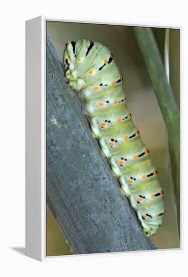 Common Swallowtail Larvae-Paul Harcourt Davies-Framed Premier Image Canvas