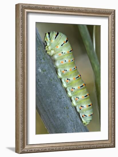 Common Swallowtail Larvae-Paul Harcourt Davies-Framed Photographic Print