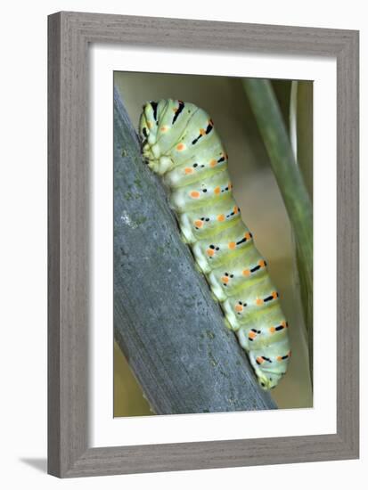 Common Swallowtail Larvae-Paul Harcourt Davies-Framed Photographic Print