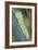 Common Swallowtail Larvae-Paul Harcourt Davies-Framed Photographic Print