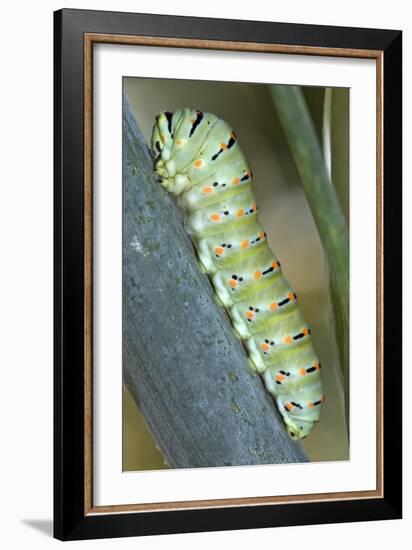 Common Swallowtail Larvae-Paul Harcourt Davies-Framed Photographic Print