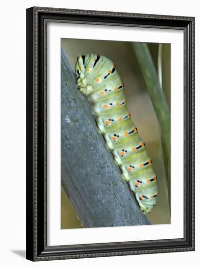 Common Swallowtail Larvae-Paul Harcourt Davies-Framed Photographic Print