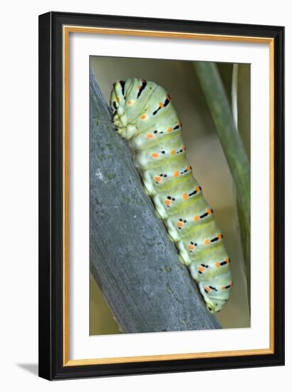 Common Swallowtail Larvae-Paul Harcourt Davies-Framed Photographic Print