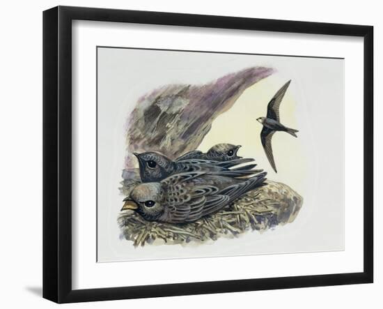 Common Swift Flying with Three Young Ones in a Nest (Apus Apus)-null-Framed Giclee Print