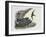 Common Swift Flying with Three Young Ones in a Nest (Apus Apus)-null-Framed Giclee Print